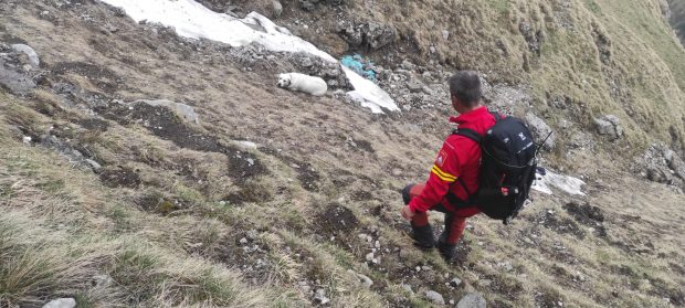 Un câine căzut într-o prăpastie de 200 metri în Bucegi, recuperat de salvamontişti după o intervenţie de 3 ore