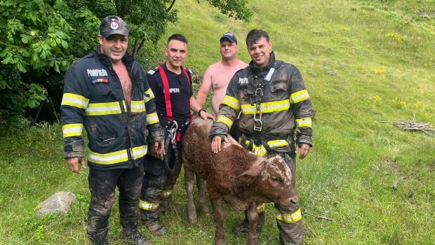Viţel salvat de pompierii bistrițeni dintr-o râpă adâncă de zece metri, după o intervenţie de patru ore