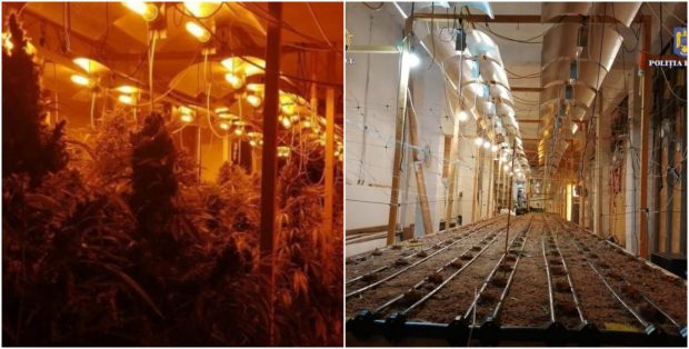 Bărbat prins cu 61 de kilograme de cannabis şi 131 de plante cultivate într-o hală din București