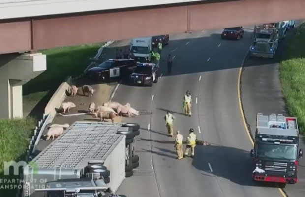 Autostradă blocată, în SUA, după ce un camion cu porci s-a răsturnat, iar polițiștii s-au chinuit patu ore să-i prindă