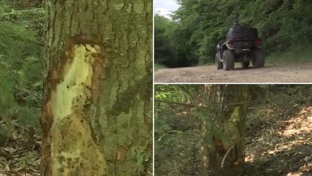O femeie a murit, iar alta a fost grav rănită, după ce au intrat cu ATV-ul într-un copac, la Gura Humorului. Cele două erau în team-building