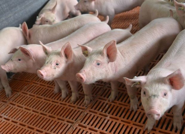 Focar de pestă porcină într-o fermă din județul Timiș. Peste 50.000 de animale vor fi sacrificate