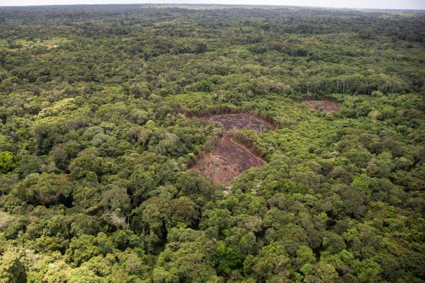 Raport despre modul în care este distrusă jungla tropicală: „Pierdem 11 terenuri de fotbal în fiecare minut”