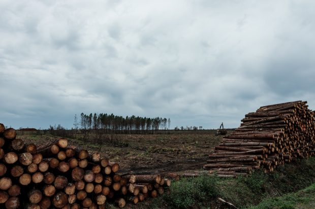 O suprafață de mărimea Elveției a fost defrișată din pădurile tropicale ale planetei, în 2022, în ciuda promisiunilor de stopare a fenomenului