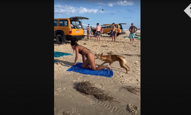 Momentul în care un câine dingo mușcă o turistă care făcea plajă în Australia. Animalul a fost ulterior „eutanasiat în mod uman” | VIDEO