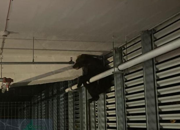 Un urs rănit grav după ce a căzut de la primul etaj al parcării unui mall din Brașov a fost eutanasiat