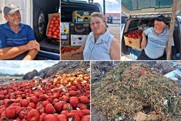 REPORTAJ. Apocalipsa roșiilor. Cultivatorii dintr-o localitate renumită pentru calitatea legumelor au ajuns să le vândă pe nimic sau să le arunce la gunoi: „Anul ăsta ne-a frânt de tot!”