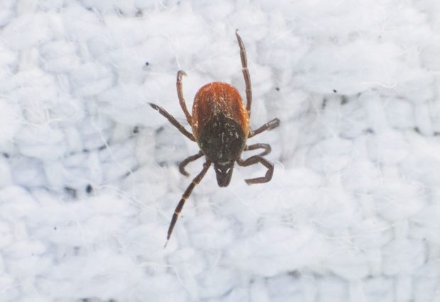 Un virus transmis de căpușe, descoperit în China, se răspândește în Europa