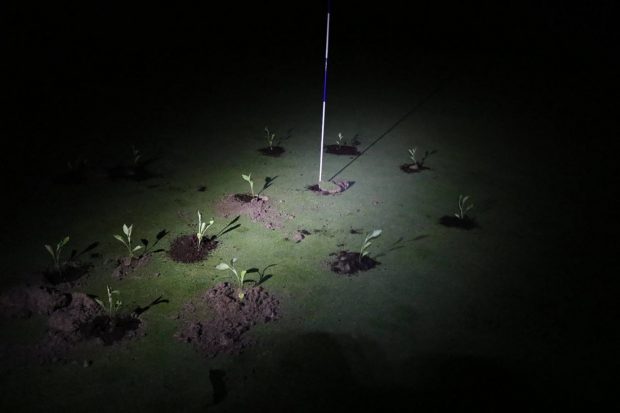 Activiștii pentru climă au umplut cu ciment găurile și au plantat răsaduri pe terenurile de golf din Spania