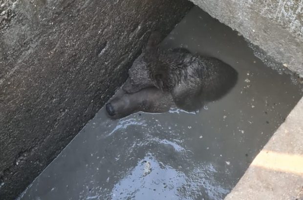 O ursoaică a căzut într-o fosă septică neacoperită din Sinaia și și-a ţinut puiul pe creştet pentru a-l proteja. FOTO