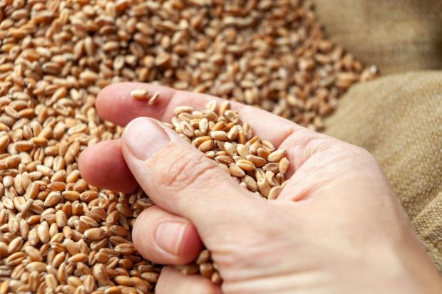 SUA afirmă că lucrează cu România şi cu Moldova pentru a creşte exporturile de cereale ucrainene
