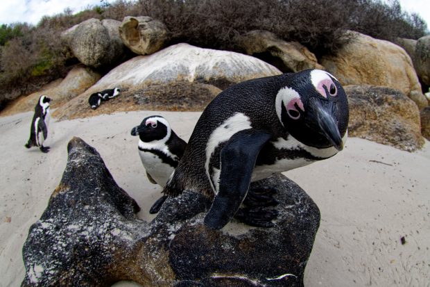 Pinguinii africani riscă să dispară până în 2035. Ce cauze au dus la scăderea dramatică a populației lor