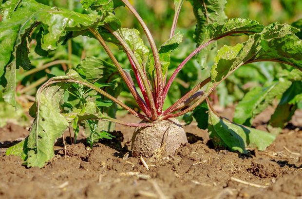 Fertilizarea eficientă a sfeclei roșii: Sfaturi de la experții Kwizda Agro