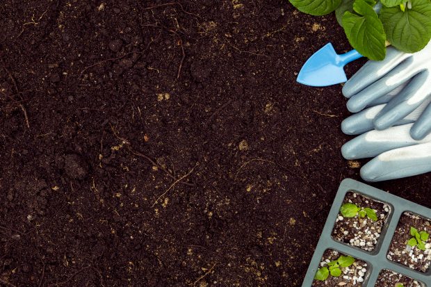 Modul de acțiune al fertilizanților foliari asupra cerealelor