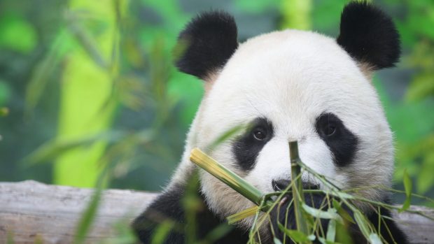Gata cu „Diplomația Panda”: China își retrage urșii din grădinile zoologice din SUA, în urma divergenților la nivel înalt