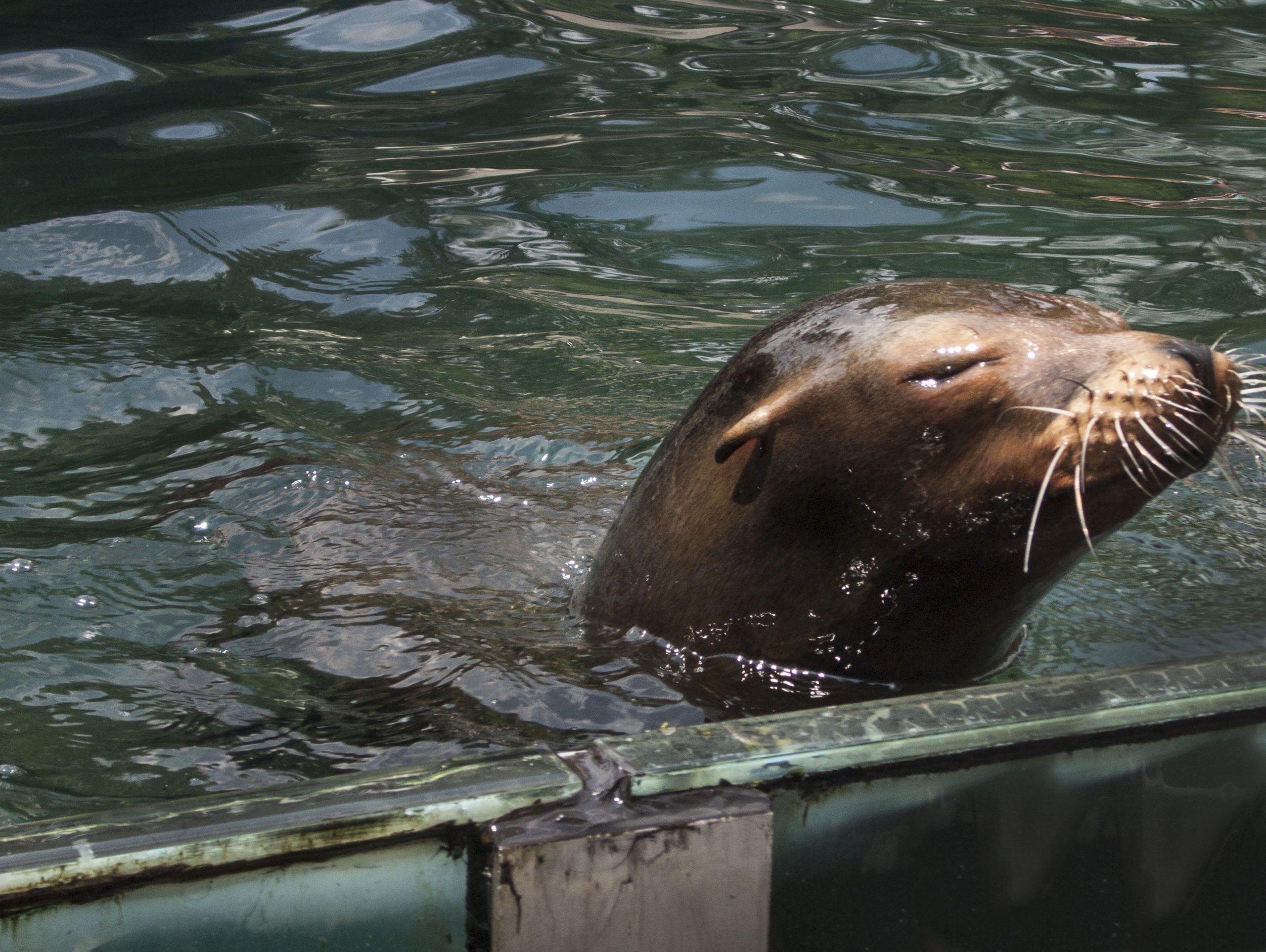 Un Leu De Mare A Evadat De La Grădina Zoo Central Park, După Inundațiile Masive Care Au Paralizat New York-ul