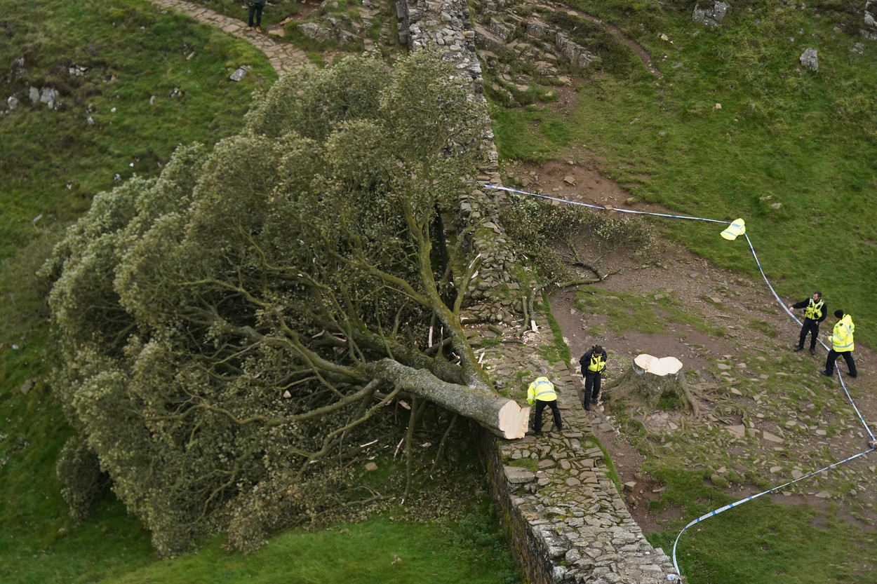 Un Copac Bătrân De Peste 200 De Ani, Emblematic în Marea Britanie, A Fost Tăiat De Un Băiat De 16 Ani. Adolescentul, Arestat Un Copac Bătrân De Peste 200 De Ani, Emblematic în Marea Britanie, A Fost Tăiat De Un Băiat De 16 Ani. Adolescentul, Arestat