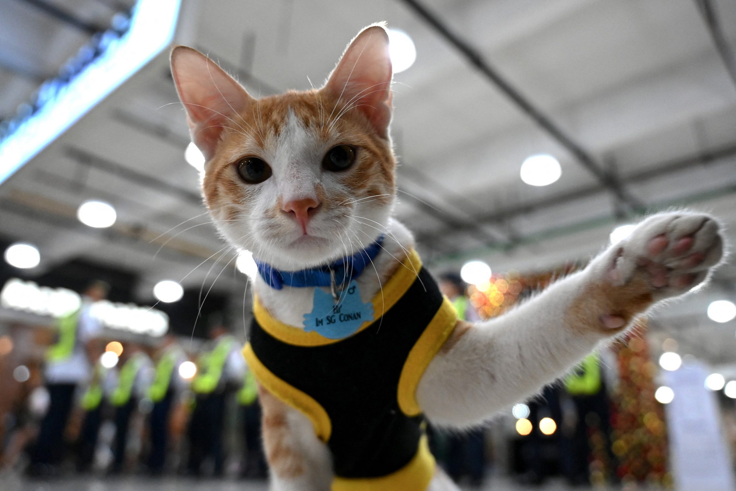 Patrula Felinelor: Pisicile Fără Stăpân Sunt Adoptate De Agenții De Pază Din Filipine și Efectuează Misiuni De Verificare A Bagajelor | FOTO Patrula Felinelor: Pisicile Fără Stăpân Sunt Adoptate De Agenții De Pază Din Filipine și Efectuează Misiuni De Verificare A Bagajelor | FOTO