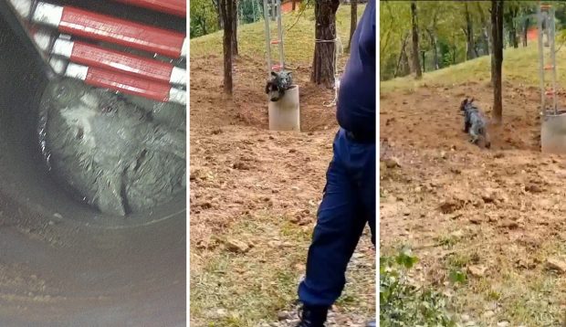 Un pui de urs căzut într-o fântână din Șotrile, salvat de pompierii prahoveni. VIDEO