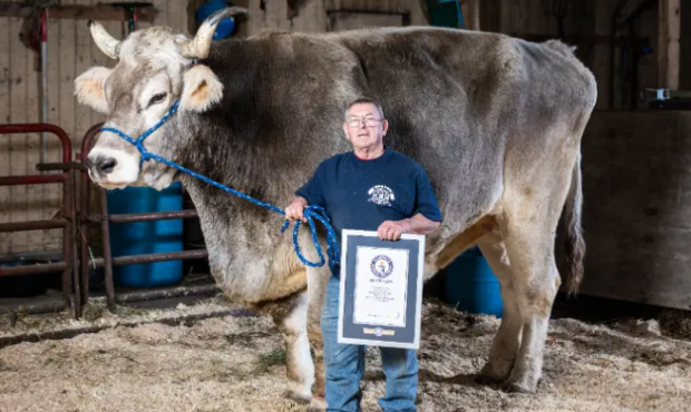 Tommy, cel mai înalt taur din lume, potrivit Guiness Book. Ce înălțime are și cât cântărește
