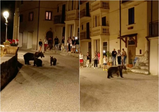 Val de indignare în Italia după uciderea unei ursoaice cu doi pui