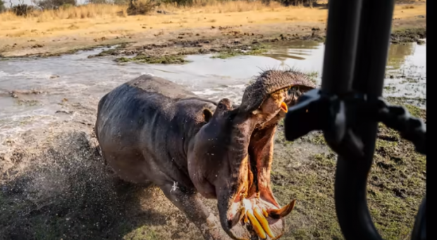 Momentul terifiant în care un hipopotam atacă doi fotografi aflați într-un safari în Botswana | VIDEO