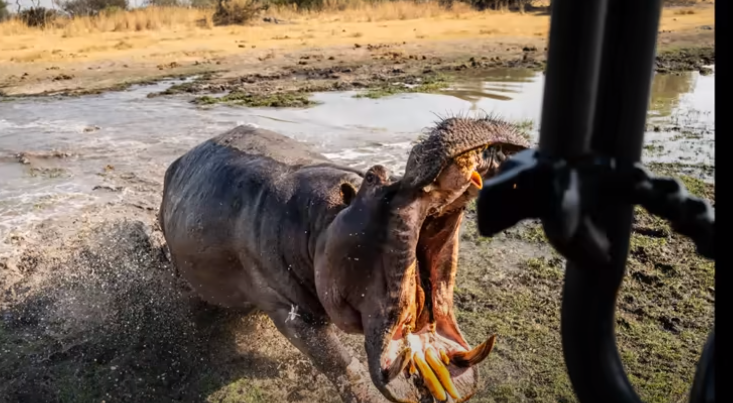Atacul terifiant al unui hipopotam asupra a doi fotografi într-un safari în Botswana | VIDEO Atacul terifiant al unui hipopotam asupra a doi fotografi într-un safari în Botswana | VIDEO