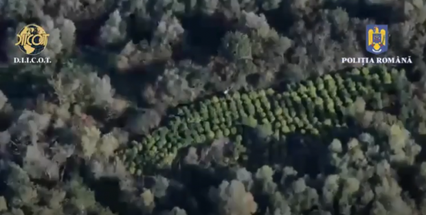 Imagini din dronă cu o imensă cultură de canabis descoperită în Timiș. Cum supravegheau traficanții plantația