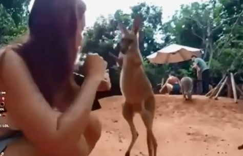 Cangurul atacă o bloggeriță în timp ce transmitea live pe Twitch dintr-un parc zoo din Thailanda - VIDEO Cangurul atacă o bloggeriță în timp ce transmitea live pe Twitch dintr-un parc zoo din Thailanda - VIDEO