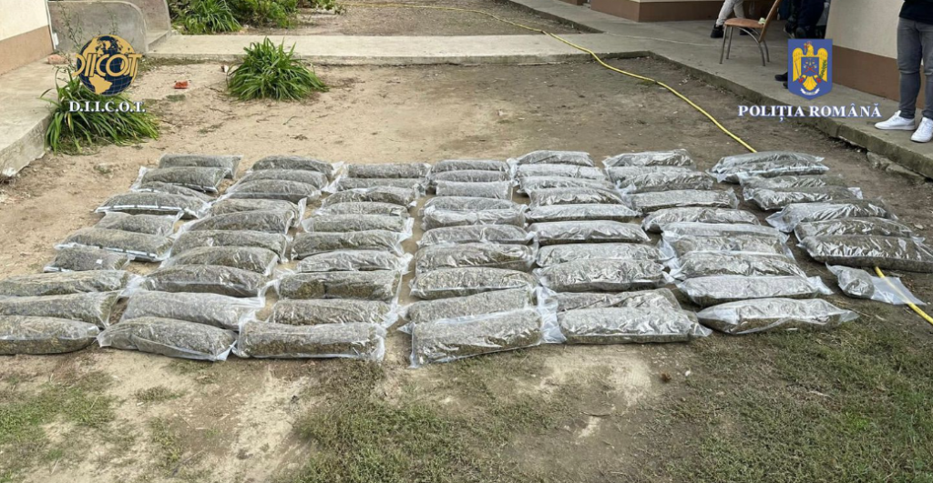 Imagini din dronă cu o imensă cultură de canabis descoperită în Timiș. Cum supravegheau traficanții plantația