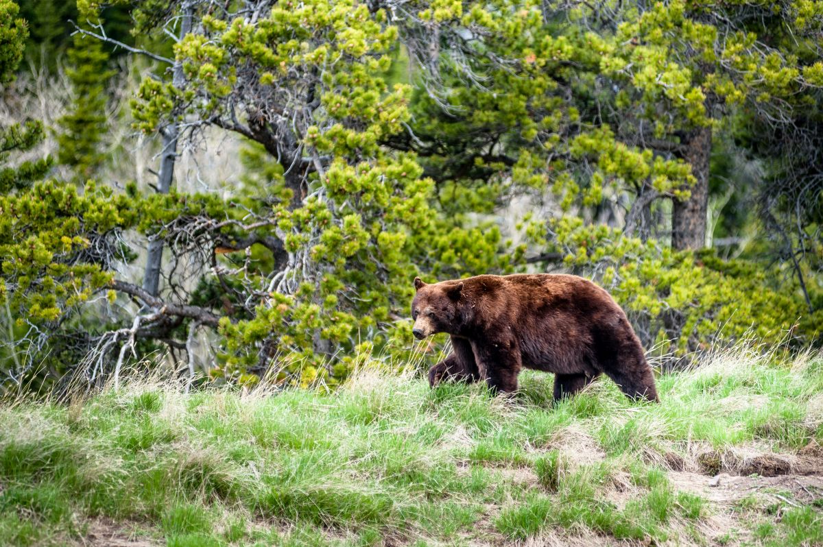 Două Persoane Au Murit în Urma Unui Atac Al Unui Urs Grizzly într-un Parc Național Din Canada Două Persoane Au Murit în Urma Unui Atac Al Unui Urs Grizzly într-un Parc Național Din Canada
