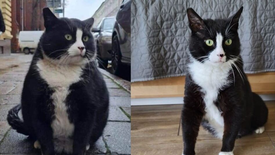 Motanul Gacek, Recomandat De Google Drept Cea Mai Tare Atracție Turistică Din Szczecin, A Fost Pus La Cură De Slăbire: „Subțirel Ca George Clooney”