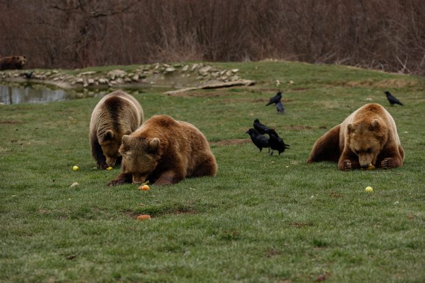 Promulgarea legii privind împușcarea urșilor nu va rezolva problema, ci o va agrava, susține WWF