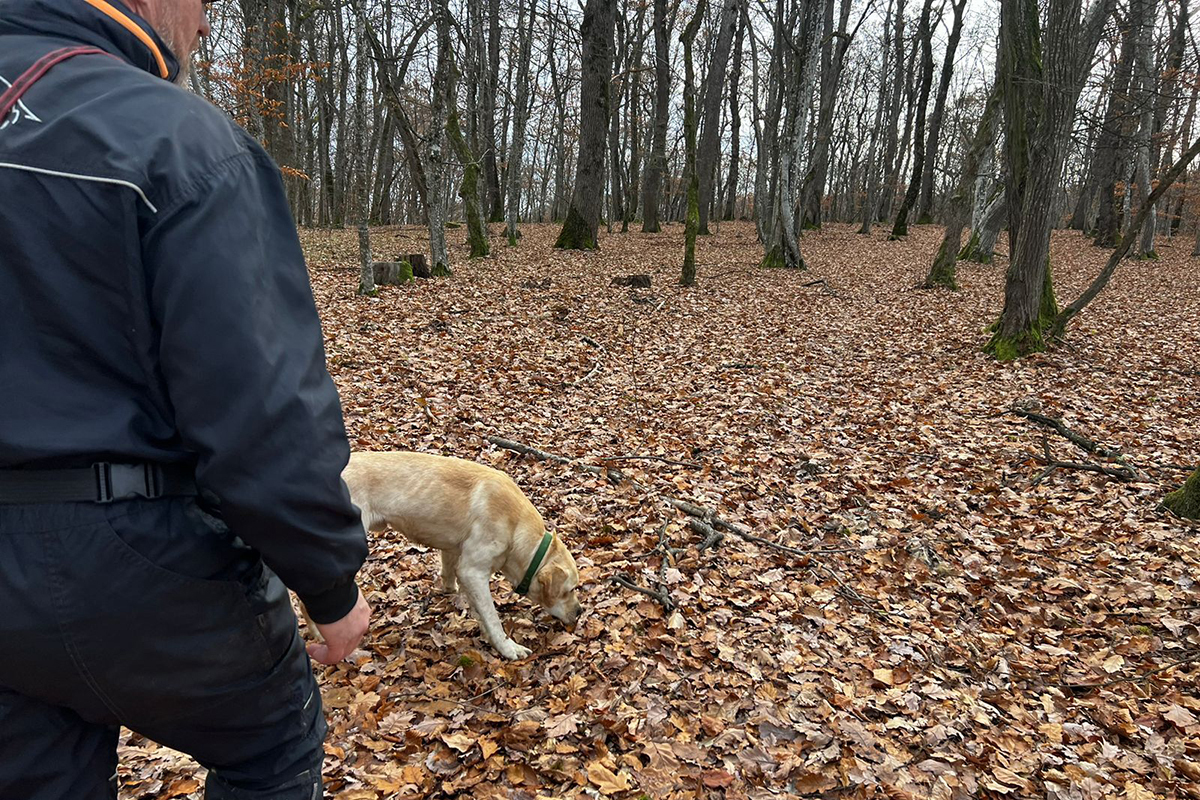 Rolul dresajului canin în realizarea planului de conservare a ursului brun din România Rolul dresajului canin în realizarea planului de conservare a ursului brun din România