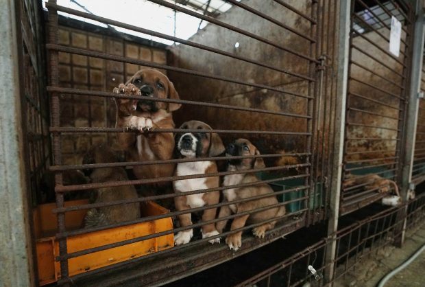 Coreea de Sud pune capăt comerţului cu carne de câine, văzut ca un „capitol mizerabil al istoriei țării”