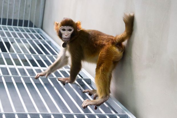Premieră istorică în cercetare: o maimuță rhesus, clonată cu succes de chinezi, deschide calea unor descoperiri medicale