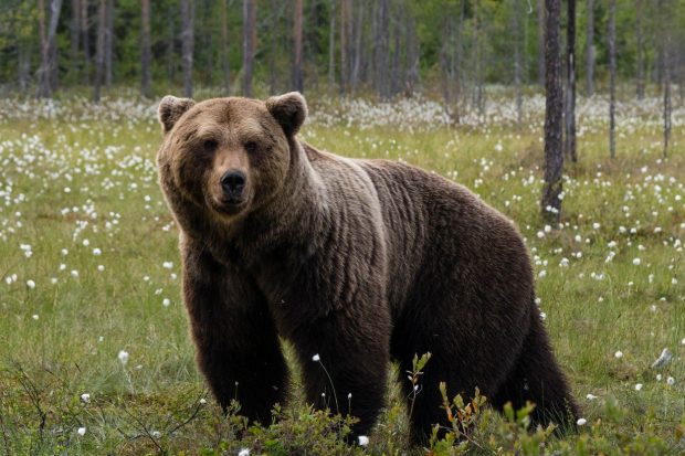 Cel mai în vârstă urs brun din România a murit la 43 de ani. Yogi a stat 30 de ani la Grădina Zoologică Sibiu