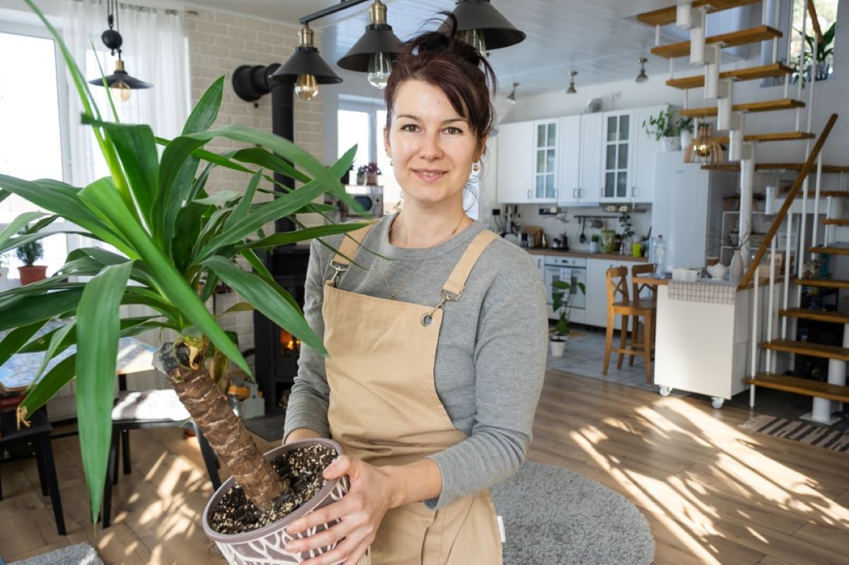 drachenbaum erde kaufen Drachenbaum kaufen - Dracaena Janet Lind Zimmerpflanze Ø:27 H:140 cm main image 1