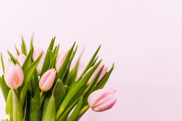 Limbajul și simbolismul florilor: semnificația florilor de primăvară