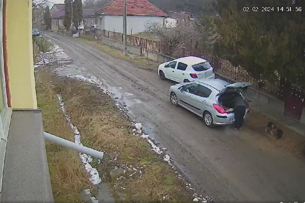 Bărbat filmat când scoate din portbagaj trei pui de câine și îi abandonează, într-o comună din Cluj. Poliția îl caută | VIDEO