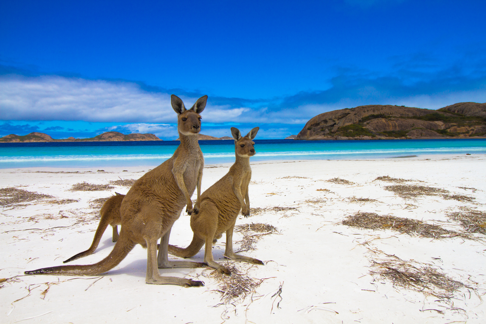 Curiozităţi Despre Australia - Lucruri Interesante şi Mai Puţin ştiute ...