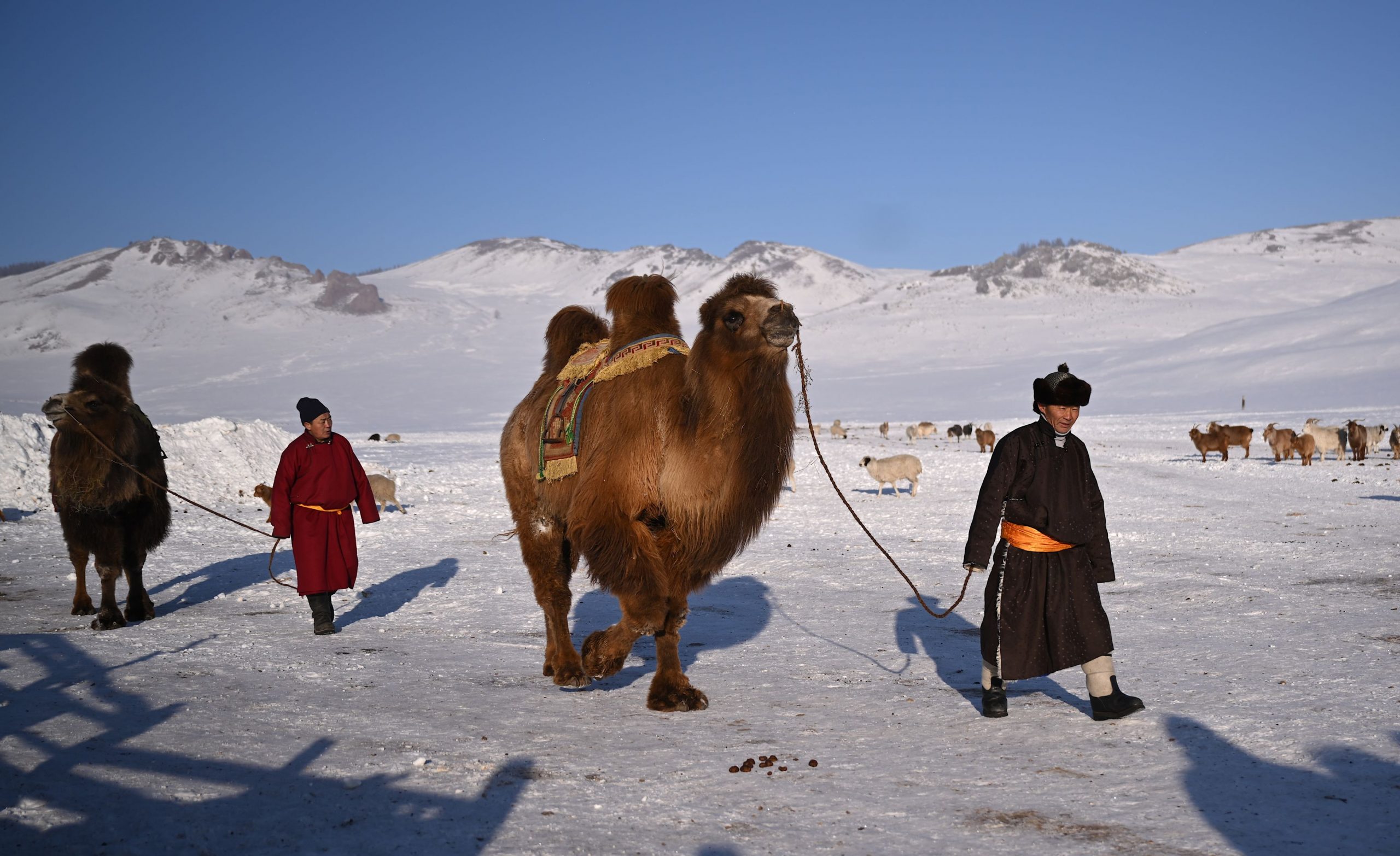 Mongolia, Lovită De Cea Mai Grea Iarnă Din Ultimii 50 De Ani: Milioane De Animale Au Murit, Mii De Oameni, La Limita Supraviețuirii Mongolia, Lovită De Cea Mai Grea Iarnă Din Ultimii 50 De Ani: Milioane De Animale Au Murit, Mii De Oameni, La Limita Supraviețuirii