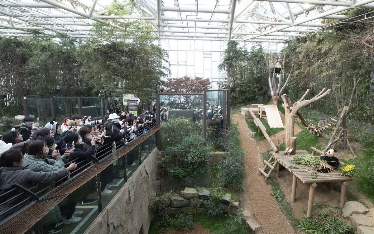 Mare aglomeratie la gradina zoologica pentru despartirea de ursul panda!