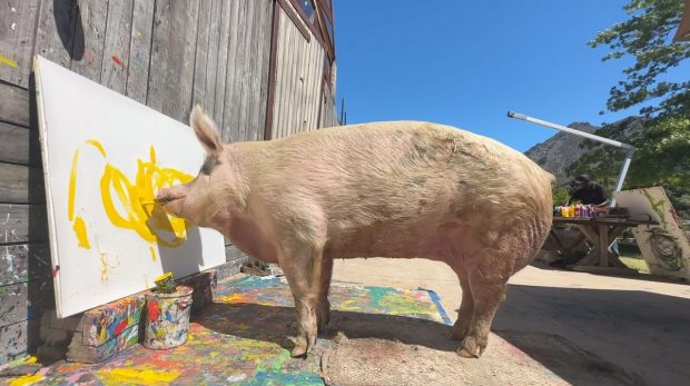 A murit Pigcasso, porcul pictor care a câștigat peste un milion de dolari cu tablourile lui