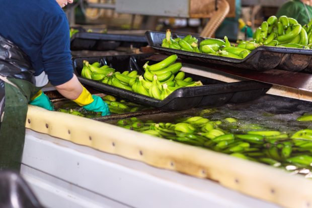 România, exportator de banane, mandarine, nuci de cocos și kiwi. Trimiterile externe de fructe exotice ale României au scăzut de cinci ori într-un an