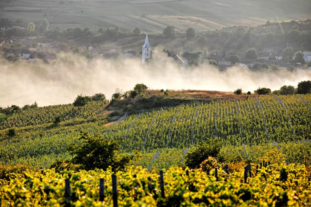 wines 11 1024x682 1