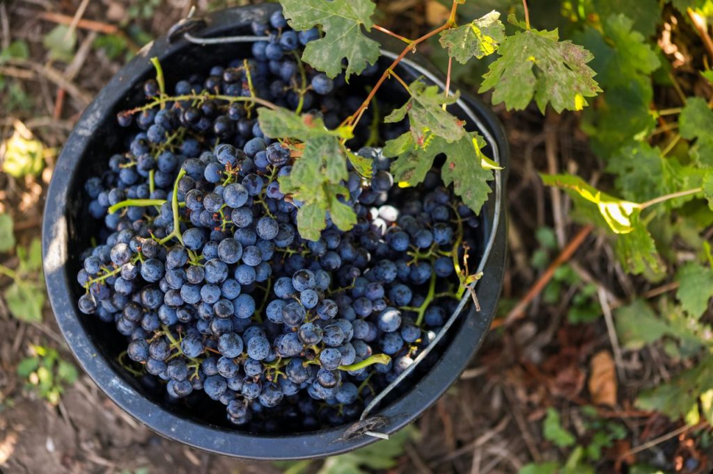 wines 6 1024x682 1