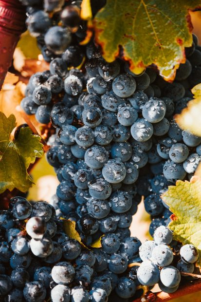 21 de crame româneşti participă la Prowein 2024, sub umbrela APEV România