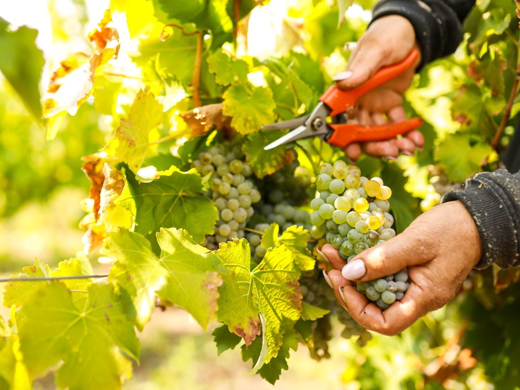 yes romanian makes wines 7 1024x768 1