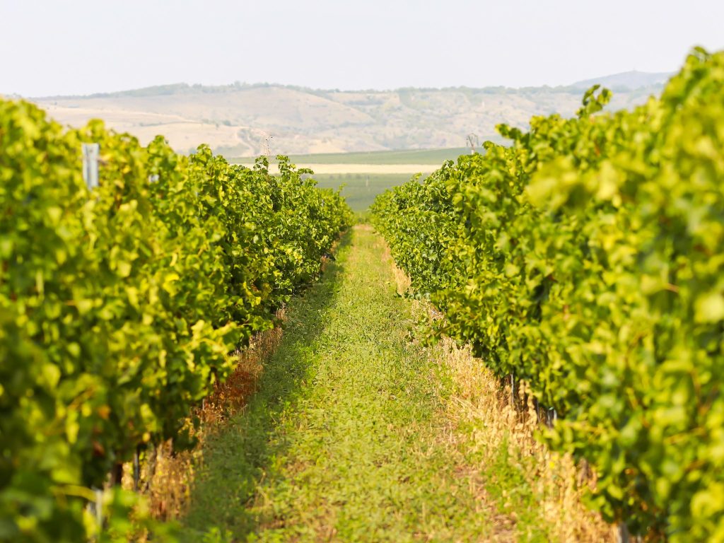 yes romanian makes wines 8 1024x768 1